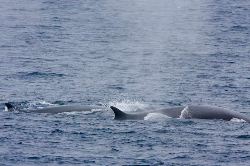 Fin Whale